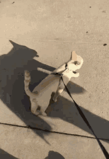 Cat Harness