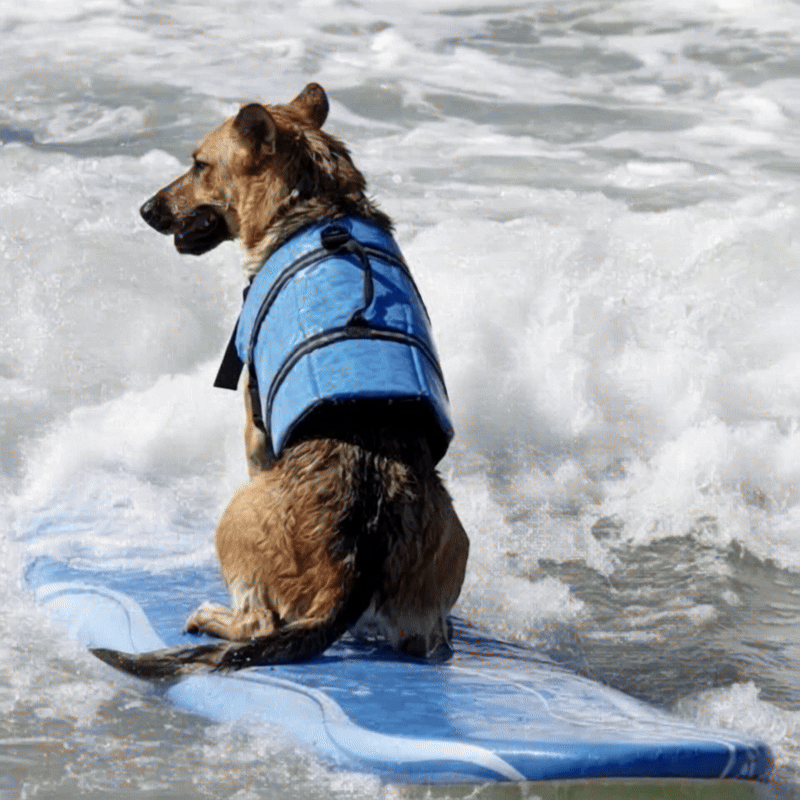 Reflective Dog Life Jacket